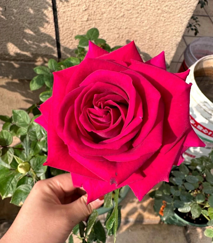 Belles Rives Rose Live Plant - Crimson Red, Fragrant, Repeat Blooming Garden Shrub - Image 1