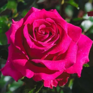 Belles Rives Rose Live Plant - Crimson Red, Fragrant, Repeat Blooming Garden Shrub - Image 3