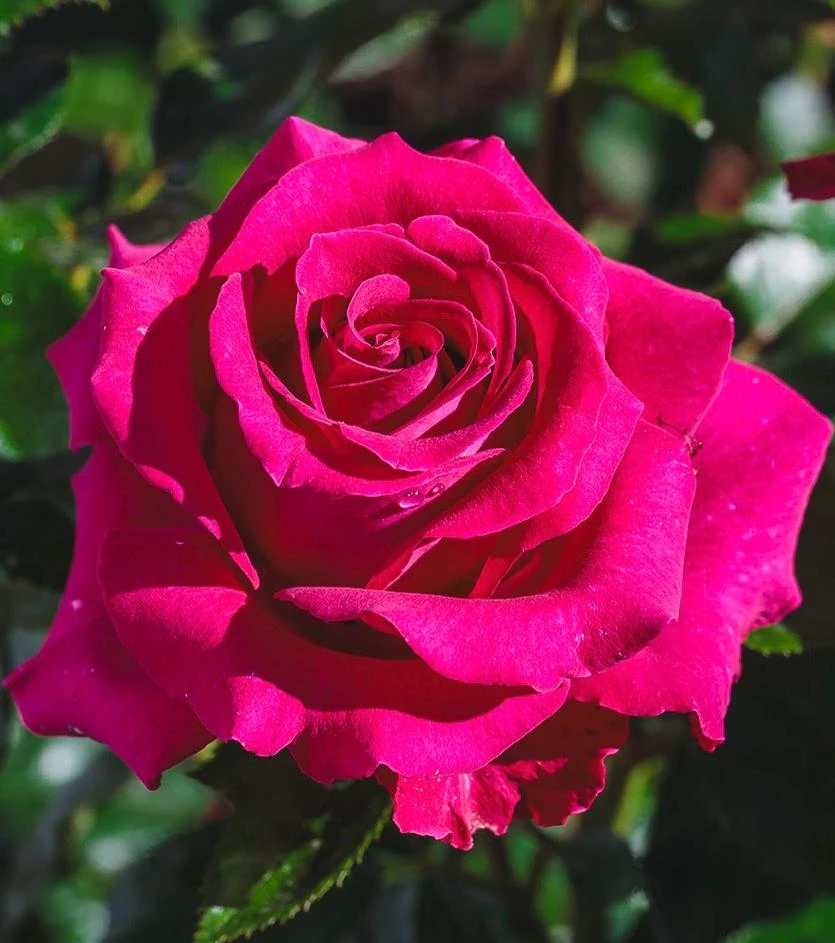 Belles Rives Rose Live Plant - Crimson Red, Fragrant, Repeat Blooming Garden Shrub - Image 3