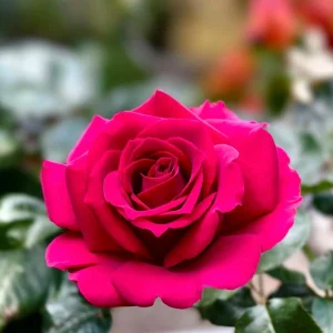 Belles Rives Rose Live Plant - Crimson Red, Fragrant, Repeat Blooming Garden Shrub - Image 4