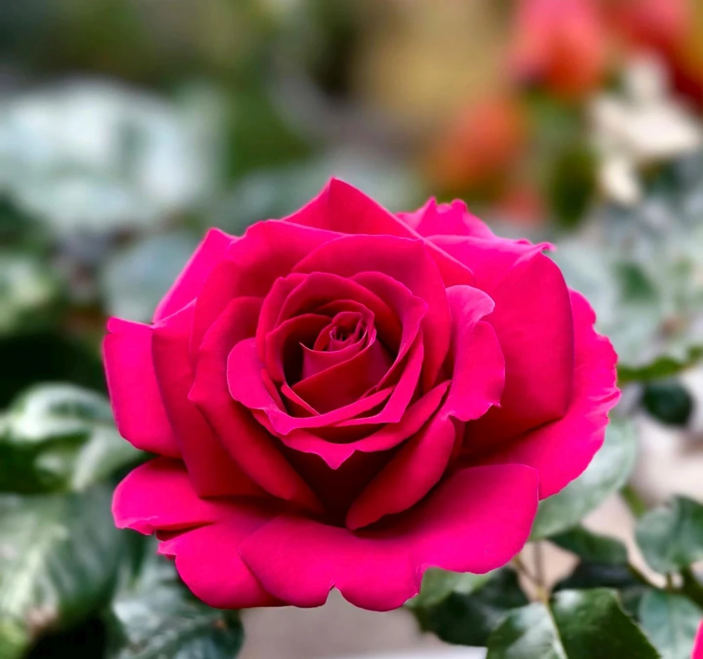 Belles Rives Rose Live Plant - Crimson Red, Fragrant, Repeat Blooming Garden Shrub - Image 4