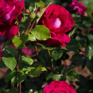 Belles Rives Rose Live Plant - Crimson Red, Fragrant, Repeat Blooming Garden Shrub - Image 5