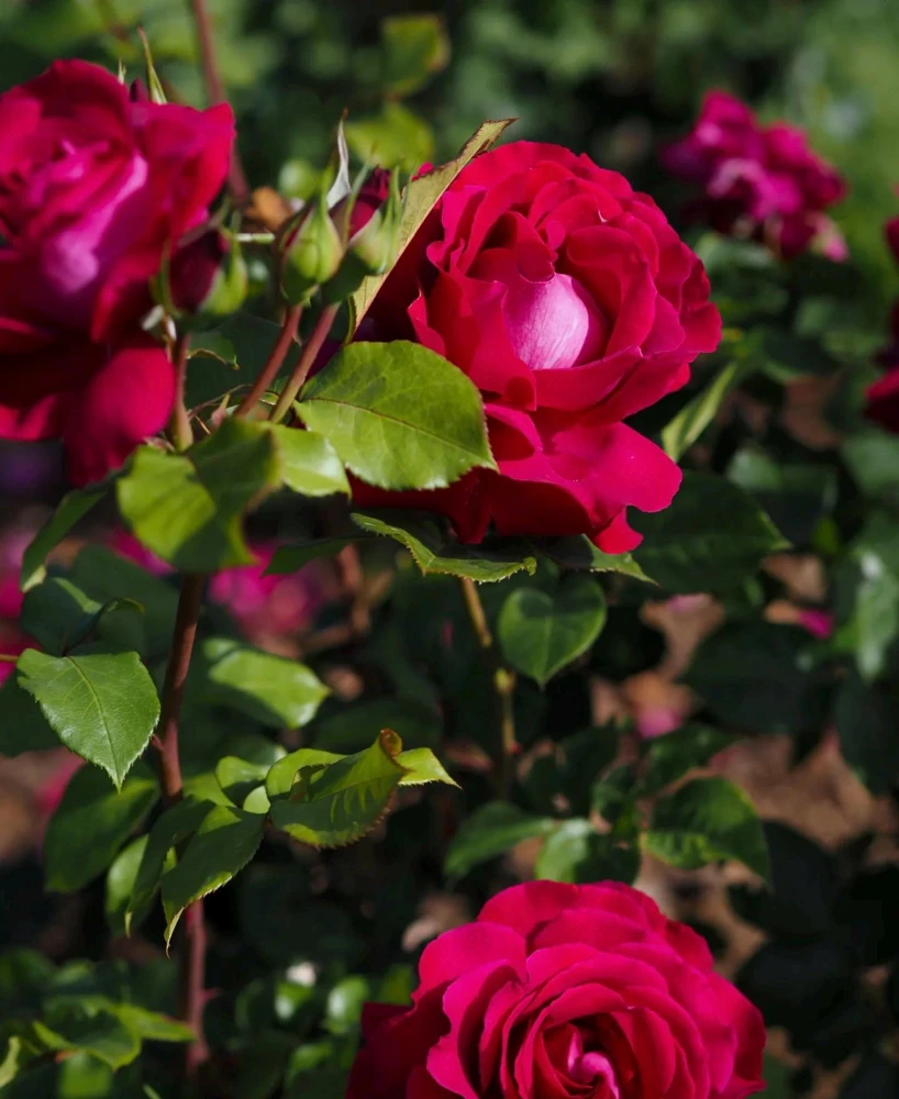 Belles Rives Rose Live Plant - Crimson Red, Fragrant, Repeat Blooming Garden Shrub - Image 5