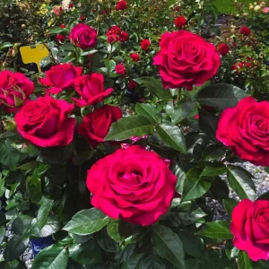 Belles Rives Rose Live Plant - Crimson Red, Fragrant, Repeat Blooming Garden Shrub - Image 6