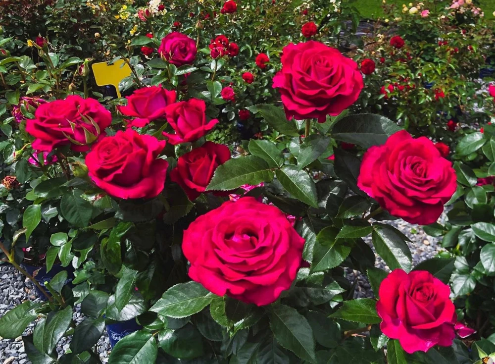 Belles Rives Rose Live Plant - Crimson Red, Fragrant, Repeat Blooming Garden Shrub - Image 6