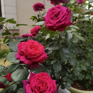 Belles Rives Rose Live Plant - Crimson Red, Fragrant, Repeat Blooming Garden Shrub - Image 7