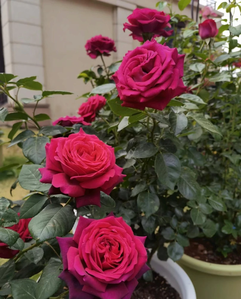 Belles Rives Rose Live Plant - Crimson Red, Fragrant, Repeat Blooming Garden Shrub - Image 7