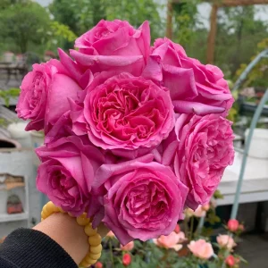 Bernadette Lafont Shrub Rose Live Plant - Purple-Red, Fragrant, Heat Tolerant - Image 2