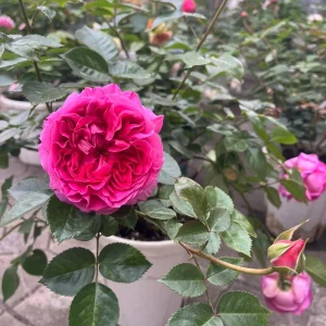 Bernadette Lafont Shrub Rose Live Plant - Purple-Red, Fragrant, Heat Tolerant - Image 3