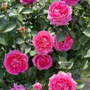 Bernadette Lafont Shrub Rose Live Plant - Purple-Red, Fragrant, Heat Tolerant - Image 4