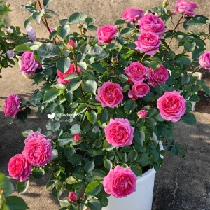 Bernadette Lafont Shrub Rose Live Plant - Purple-Red, Fragrant, Heat Tolerant - Image 5