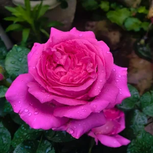 Bernadette Lafont Shrub Rose Live Plant - Purple-Red, Fragrant, Heat Tolerant - Image 6