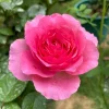 Bernadette Lafont Shrub Rose Live Plant - Purple-Red, Fragrant, Heat Tolerant - Image 1