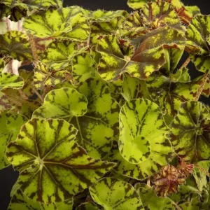 Bicolor Rex Begonia Live Plant – Green & Yellow Foliage – 4