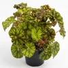 Bicolor Rex Begonia Live Plant – Green & Yellow Foliage – 4" Pot – Ornamental Houseplant - Image 1