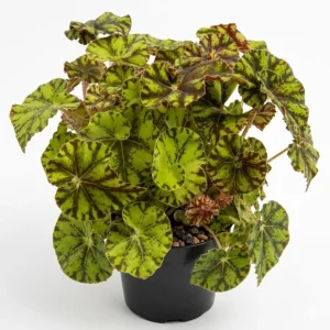 Bicolor Rex Begonia Live Plant – Green & Yellow Foliage – 4