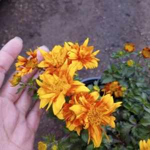 Bidens Live Plant – 6 inch Pot – Vibrant Yellow Flowers – Outdoor - Image 2