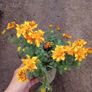 Bidens Live Plant – 6 inch Pot – Vibrant Yellow Flowers – Outdoor - Image 1