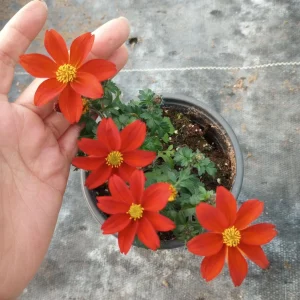 Bidens Red Live Plant – Vibrant Flowering Plant – 6 Inch Pot - Image 1