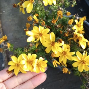 Bidens Yellow Live Plant – 6 Inch Pot – Outdoor Perennial Flower - Image 2