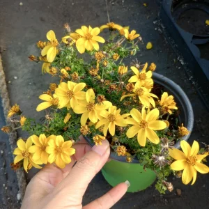 Bidens Yellow Live Plant – 6 Inch Pot – Outdoor Perennial Flower - Image 1