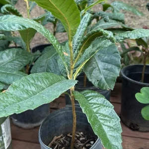 Big Jim Loquat Live Plant - Fruit Tree for Home Garden, Large Sweet Fruit, Self-Fertile, 5 Gallon - Image 1