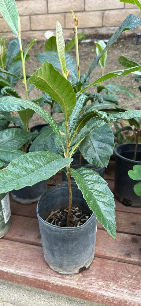 Big Jim Loquat Live Plant - Fruit Tree for Home Garden, Large Sweet Fruit, Self-Fertile, 5 Gallon - Image 1