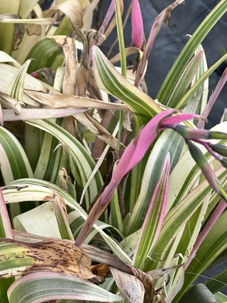 Billbergia Nutans Live Plant – Queen's Tears Bromeliad – 3 Rooted Plants – Indoor/Outdoor - Image 1