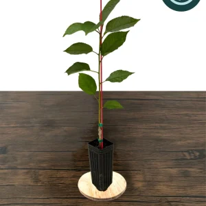 Bing Cherry Tree Live Plant – Sweet, Grafted Fruit Tree, USDA Zones 5-9, 15-20 ft - Image 1