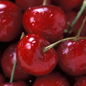 Bing Cherry Tree Live Plant – Sweet, Grafted Fruit Tree, USDA Zones 5-9, 15-20 ft - Image 5