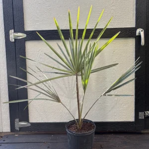 Bismarck Palm Tree Live Plant - Silver-Blue Fronds, 3 Gallon Pot, Outdoor - Image 10