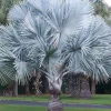 Bismarck Palm Tree Live Plant - Silver-Blue Fronds, 3 Gallon Pot, Outdoor - Image 1