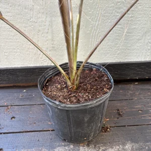 Bismarck Palm Tree Live Plant - Silver-Blue Fronds, 3 Gallon Pot, Outdoor - Image 9