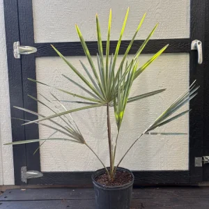 Bismarck Palm Tree Live Plant, Silver Select, 1 Gallon, Outdoor - Image 10