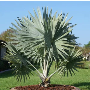 Bismarck Palm Tree Live Plant, Silver Select, 1 Gallon, Outdoor - Image 7