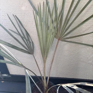 Bismarck Palm Tree Live Plant, Silver Select, 1 Gallon, Outdoor - Image 8