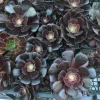 Black Aeonium Succulent Live Plant - Arboreum 'Zwartkop' - Rare 2" Pot - Image 1