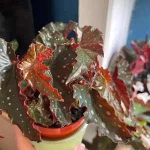 Black Begonia Maculata Live Plant - Polka Dot Begonia 4