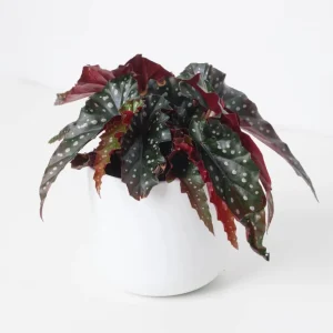 Black Begonia Maculata Live Plant - Polka Dot Begonia 4