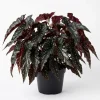 Black Begonia Maculata Live Plant - Polka Dot Begonia 4" Pot Indoor Houseplant - Image 1