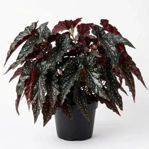 Black Begonia Maculata Live Plant - Polka Dot Begonia 4