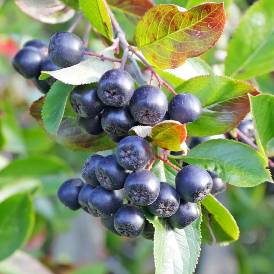 Black Chokeberry Live Plant – Aronia Berry Shrub – 6-12" Tall – Outdoor - Image 2