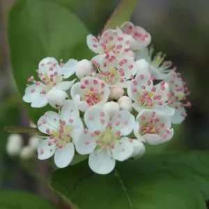 Black Chokeberry Live Plant – Aronia Berry Shrub – 6-12