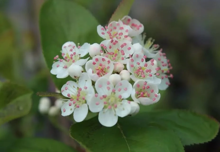 Black Chokeberry Live Plant – Aronia Berry Shrub – 6-12" Tall – Outdoor - Image 3