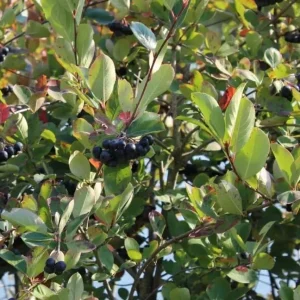 Black Chokeberry Live Plant – Aronia Berry Shrub – 6-12