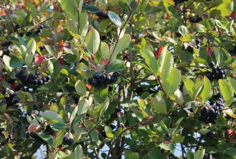 Black Chokeberry Live Plant – Aronia Berry Shrub – 6-12" Tall – Outdoor - Image 4