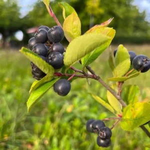 Black Chokeberry Live Plant – Aronia Berry Shrub – 6-12