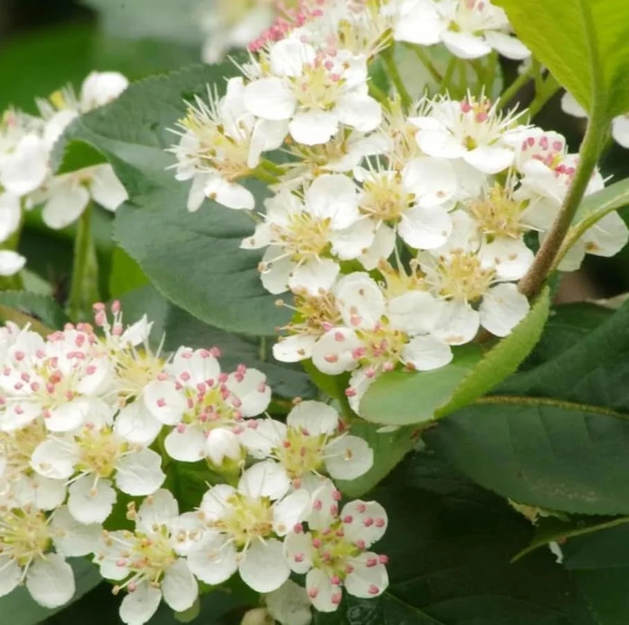 Black Chokeberry Live Plant – Aronia Berry Shrub – 6-12" Tall – Outdoor - Image 6