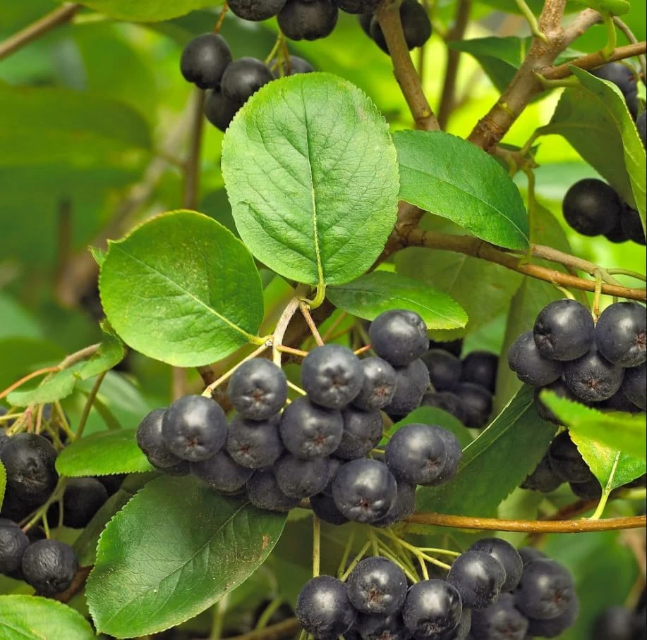 Black Chokeberry Live Plant – Aronia Berry Shrub – 6-12" Tall – Outdoor - Image 7