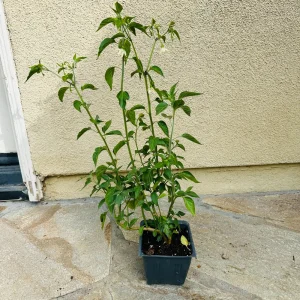Black Cobra Chili Live Plant - Capsicum Annuum, 4